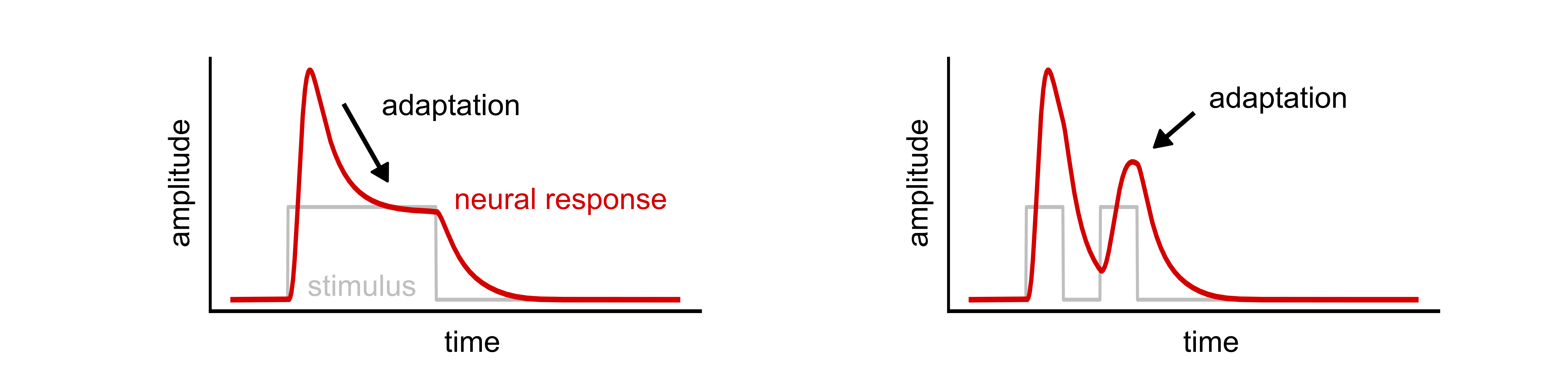 Temporal dynamics of short-term neural adaptation across human visual ...