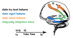 The Human Brain as a Dynamic Mixture of Expert Models in Video Understanding