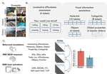Representation of locomotive action affordances in human behavior, brains, and deep neural networks