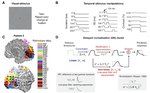 Temporal dynamics of neural responses in human visual cortex