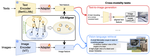 Distributional Vision-Language Alignment by Cauchy-Schwarz Divergence