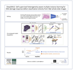 DeepSMILE: Contrastive self-supervised pre-training benefits MSI and HRD classification directly from H&E whole-slide images in colorectal and breast cancer